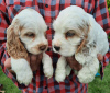 Photo №4. Je vais vendre cocker spaniel anglais en ville de Zrenjanin.  - prix - négocié