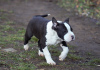 Photos supplémentaires: American Staffordshire Terrier