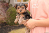 Photo №2 de l'annonce № 63835 de la vente yorkshire terrier - acheter à Allemagne 