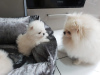 Photos supplémentaires: Chiots de Poméranie en bonne santé à vendre à des foyers bienveillants