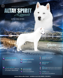 Photo №2. Service d'accouplement husky de sibérie. Prix - 256€