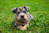 Photo №4. Je vais vendre american bully en ville de Krško. éleveur - prix - 2000€