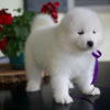 Photos supplémentaires: CHIOTS SAMOYED MIGNONS DISPONIBLES À LA VENTE