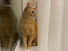 Photos supplémentaires: Un merveilleux jeune chat Fox est à la recherche d'un foyer et d'une famille