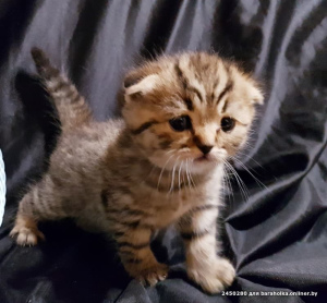 Photo №1. scottish straight, scottish fold - à vendre en ville de Minsk | 85€ | Annonce № 1877