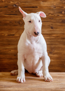 Photo №4. Je vais vendre bull terrier en ville de Stavropol. de la fourrière - prix - 864€