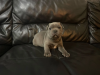 Photo №1. staffordshire bull terrier - à vendre en ville de Белтинци | 360€ | Annonce №8046