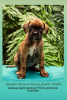 Photo №3. Chiots Boxer allemand du Club. Ouzbekistan