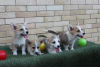 Photos supplémentaires: Chiots Welsh Corgi Pembroke