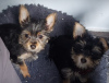 Photo №2 de l'annonce № 106257 de la vente yorkshire terrier - acheter à USA annonce privée