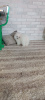 Photo №4. Je vais vendre spitz nain en ville de Штутгарт. annonce privée - prix - 360€