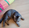 Photo №3. L'adorable chaton tigré Kevin est à la recherche d'un foyer et d'une famille. Biélorussie