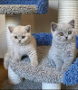 Photo №1. british shorthair - à vendre en ville de Anderlecht | 400€ | Annonce № 88358