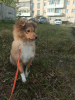 Photo №4. Je vais vendre shetland (chien) en ville de Ekaterinbourg. éleveur - prix - négocié
