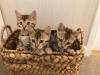 Photo №3. Chatons Bengal Cats dressés à domicile disponibles pour adoption. Allemagne