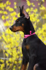 Photos supplémentaires: chiots dobermann