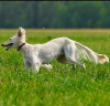 Photos supplémentaires: Chiots Saluki, femelles et mâles