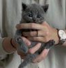 Photo №1. british shorthair - à vendre en ville de Orlando | 250€ | Annonce № 98190