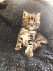 Photo №1. maine coon - à vendre en ville de Kharkov | 992€ | Annonce № 10263