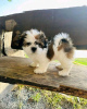 Photo №1. shih tzu - à vendre en ville de Штутгарт | négocié | Annonce №124946