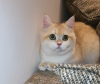 Photo №1. british shorthair - à vendre en ville de Dubai | 117€ | Annonce № 106678