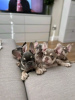 Photo №1. bouledogue - à vendre en ville de Helsinki | 700€ | Annonce №80048