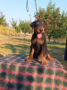 Photo №3. Terrier de chasse allemand. Serbie