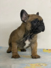 Photos supplémentaires: Chiots bouledogue français à vendre