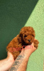 Photo №3. Chiots Caniche ROUGE. Serbie