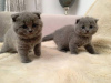 Photo №1. british shorthair - à vendre en ville de Дармштадт | Gratuit | Annonce № 99042