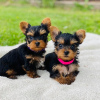 Photo №1. yorkshire terrier - à vendre en ville de Siófok | négocié | Annonce №58243