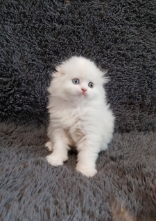 Photo №2 de l'annonce № 6364 de la vente scottish fold - acheter à Fédération de Russie annonce privée