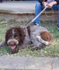 Photos supplémentaires: Chiots Lagotto Romagnolo