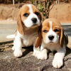 Photos supplémentaires: chiots beagle