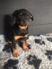 Photo №3. Chiots Rottweiler. Allemagne