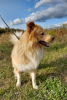 Photo №2 de l'annonce № 7758 de la vente chien bâtard - acheter à Fédération de Russie annonce privée