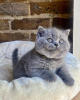 Photo №1. british shorthair - à vendre en ville de Антверпен | Gratuit | Annonce № 116703