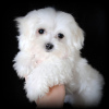 Photo №1. bichon maltais - à vendre en ville de Штутгарт | 260€ | Annonce №101202