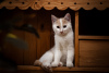 Photos supplémentaires: Adorables chatons en cadeau