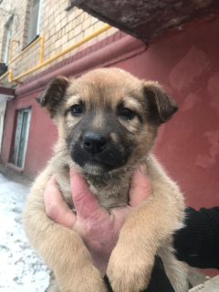 Photo №2 de l'annonce № 4440 de la vente chien bâtard - acheter à Fédération de Russie annonce privée