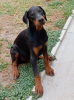 Photo №2 de l'annonce № 116340 de la vente dobermann - acheter à Serbie 