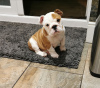 Photo №2 de l'annonce № 87163 de la vente bulldog anglais - acheter à Allemagne annonce privée