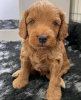 Photo №1. cocker spaniel anglais - à vendre en ville de Eišiškės | 330€ | Annonce №75799