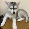 Photo №2 de l'annonce № 123811 de la vente husky de sibérie - acheter à La finlande annonce privée, éleveur