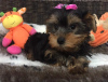 Photo №1. yorkshire terrier - à vendre en ville de Máslovice | Gratuit | Annonce №83194