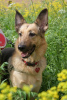 Photo №2 de l'annonce № 8932 de la vente chien bâtard - acheter à Fédération de Russie annonce privée