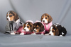 Photo №2 de l'annonce № 103662 de la vente beagle - acheter à Allemagne annonce privée