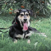 Photo №2 de l'annonce № 75097 de la vente chien bâtard - acheter à Fédération de Russie annonce privée