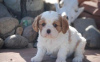 Photo №1. cavalier king charles spaniel - à vendre en ville de Denver | négocié | Annonce №93310