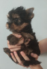 Photo №2 de l'annonce № 24039 de la vente yorkshire terrier - acheter à Turquie annonce privée